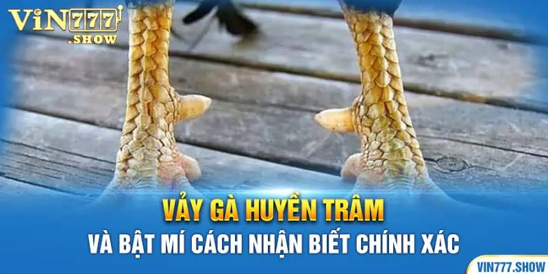 Vảy Gà Huyền Trâm Và Bật Mí Cách Nhận Biết Chính Xác