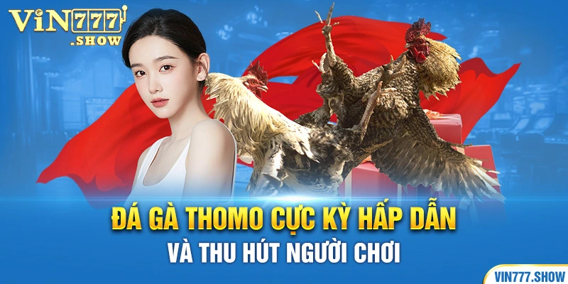 Đá gà Thomo cực kỳ hấp dẫn và thu hút người chơi 