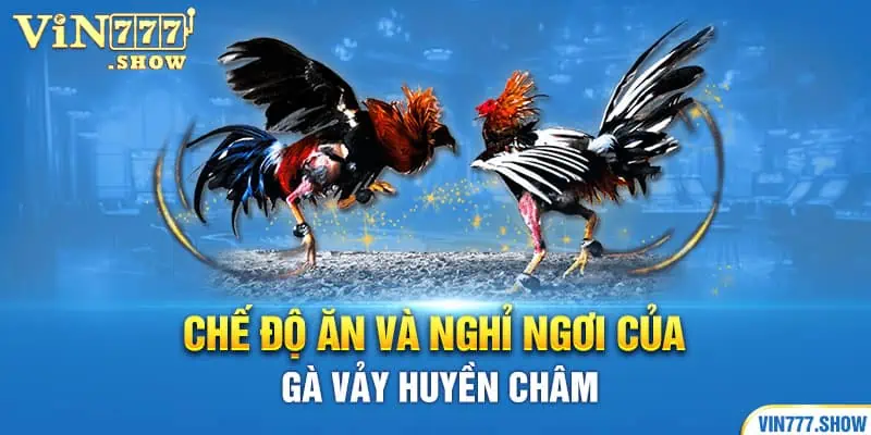 Chế độ ăn và nghỉ ngơi của gà vảy huyền châm