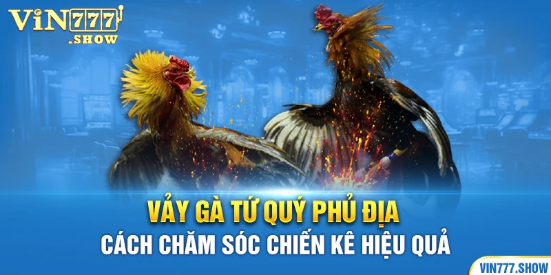 Vảy Gà Tứ Quý Phủ Địa - Cách Chăm Sóc Chiến Kê Hiệu Quả