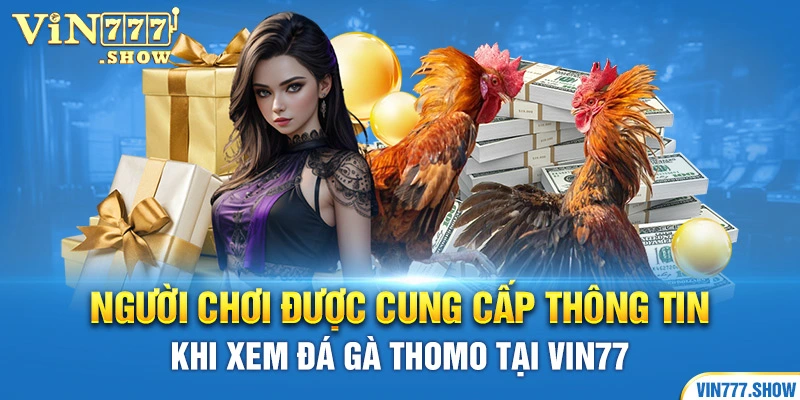 Người chơi được cung cấp thông tin khi xem đá gà Thomo tại Vin77 