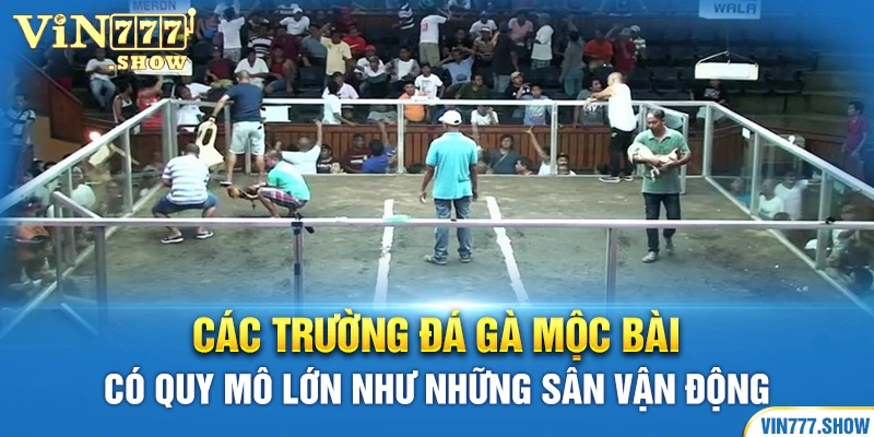 Các trường đá gà Mộc Bài có quy mô lớn như những sân vận động