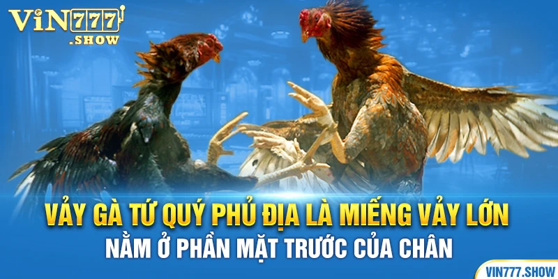 Vảy gà tứ quý phủ địa là miếng vảy lớn nằm ở phần mặt trước của chân