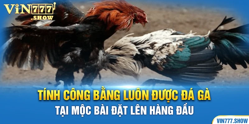 Tính công bằng luôn được đá gà tại Mộc Bài đặt lên hàng đầu