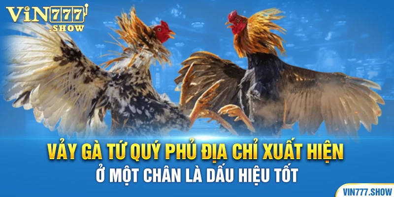 Vảy gà tứ quý phủ địa chỉ xuất hiện ở một chân là dấu hiệu tốt