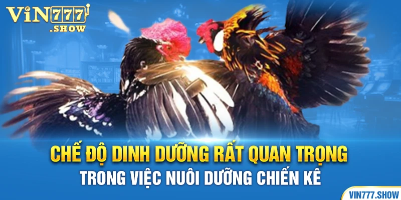 Chế độ dinh dưỡng rất quan trọng trong việc nuôi dưỡng chiến kê