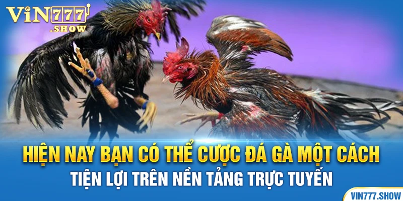 Hiện nay bạn có thể cược đá gà một cách tiện lợi trên nền tảng trực tuyến